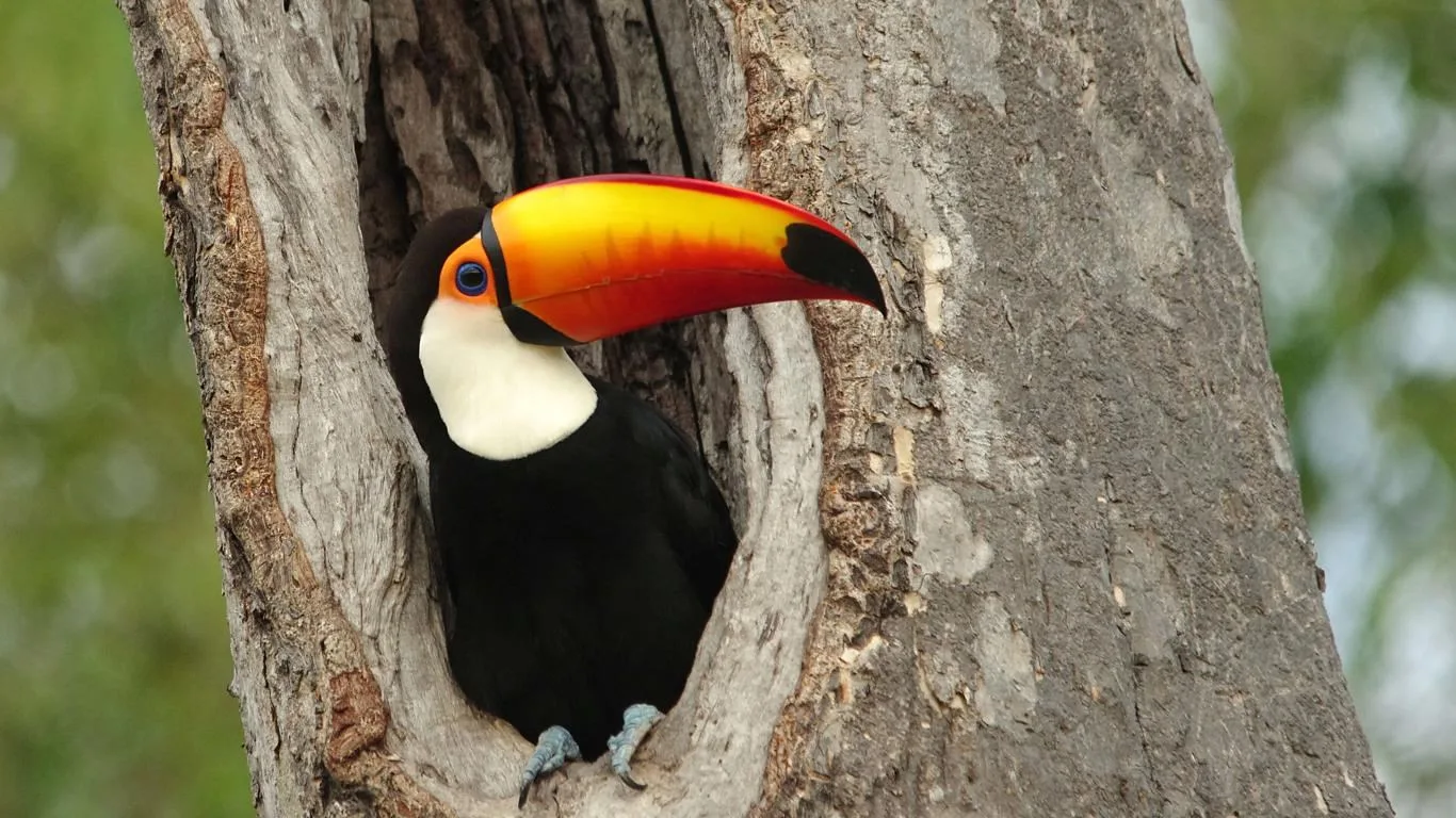 Amazon Wildlife screenshot 4