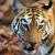 Indian Wildlife by Mayur Kotlikar