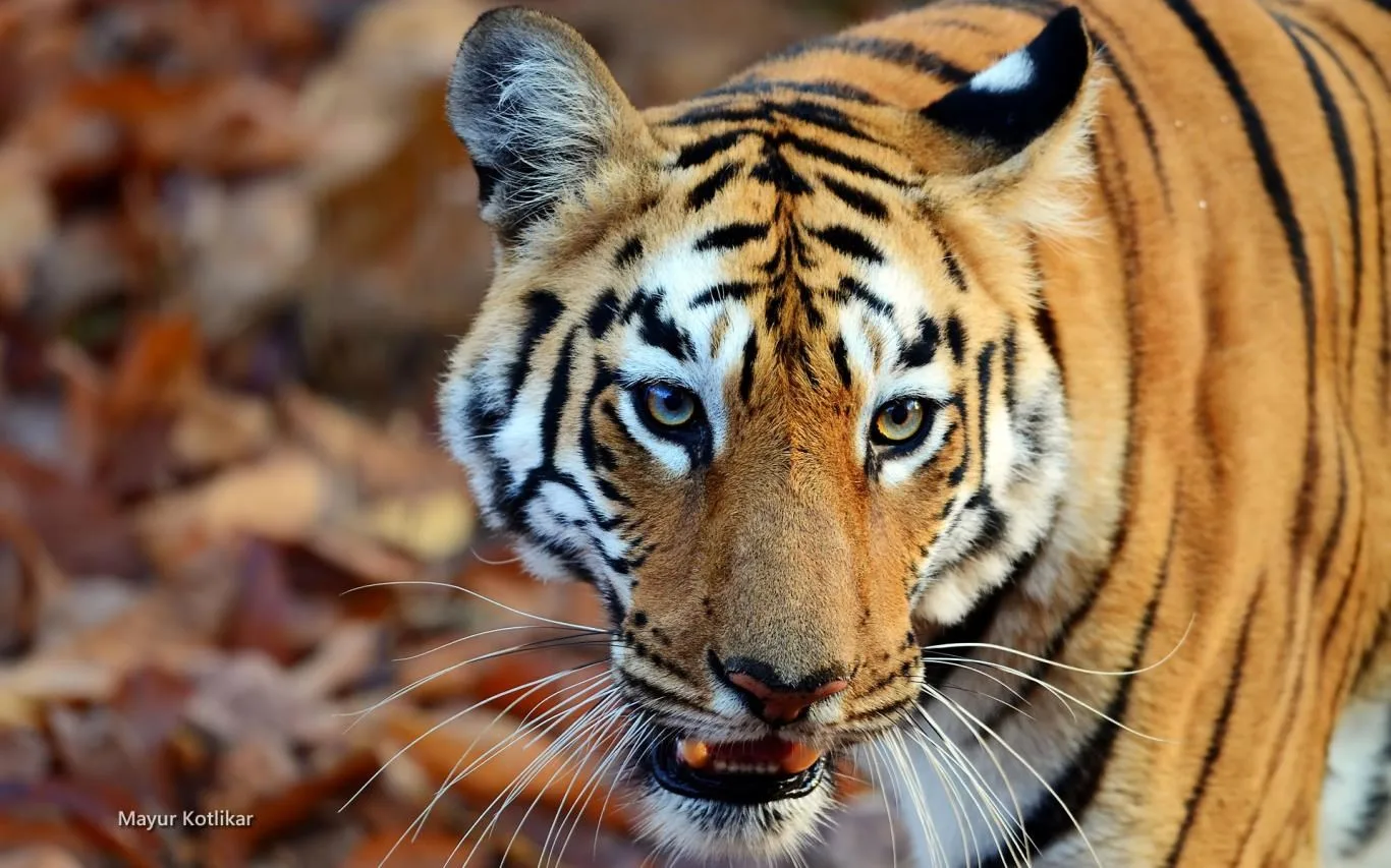 Indian Wildlife by Mayur Kotlikar screenshot 1
