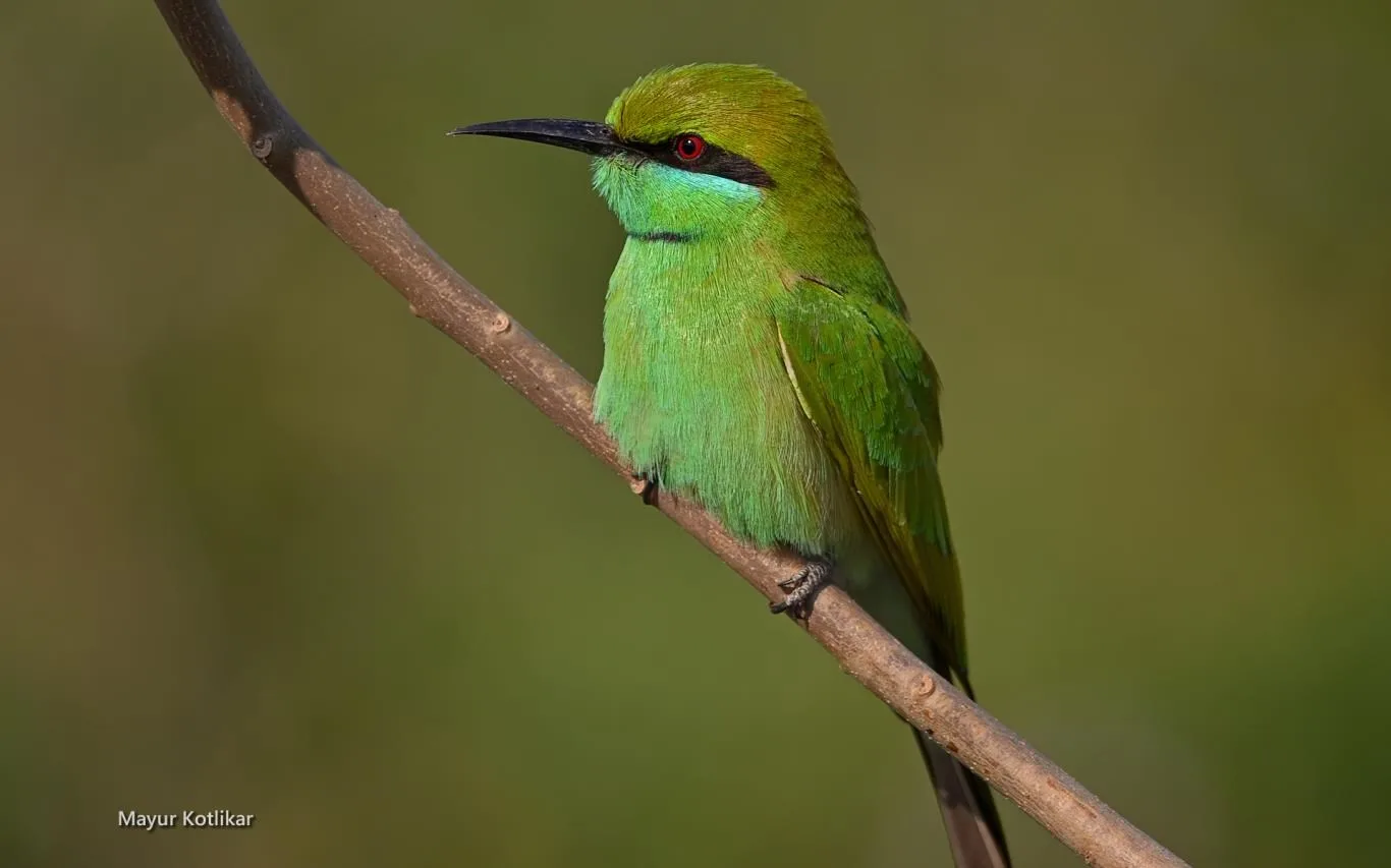 Indian Wildlife by Mayur Kotlikar screenshot 2