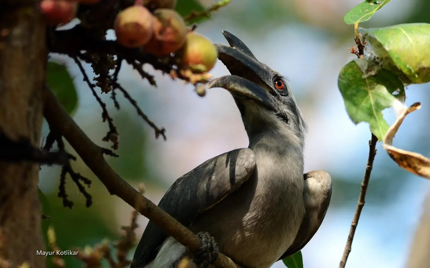 Indian Wildlife by Mayur Kotlikar screenshot 3