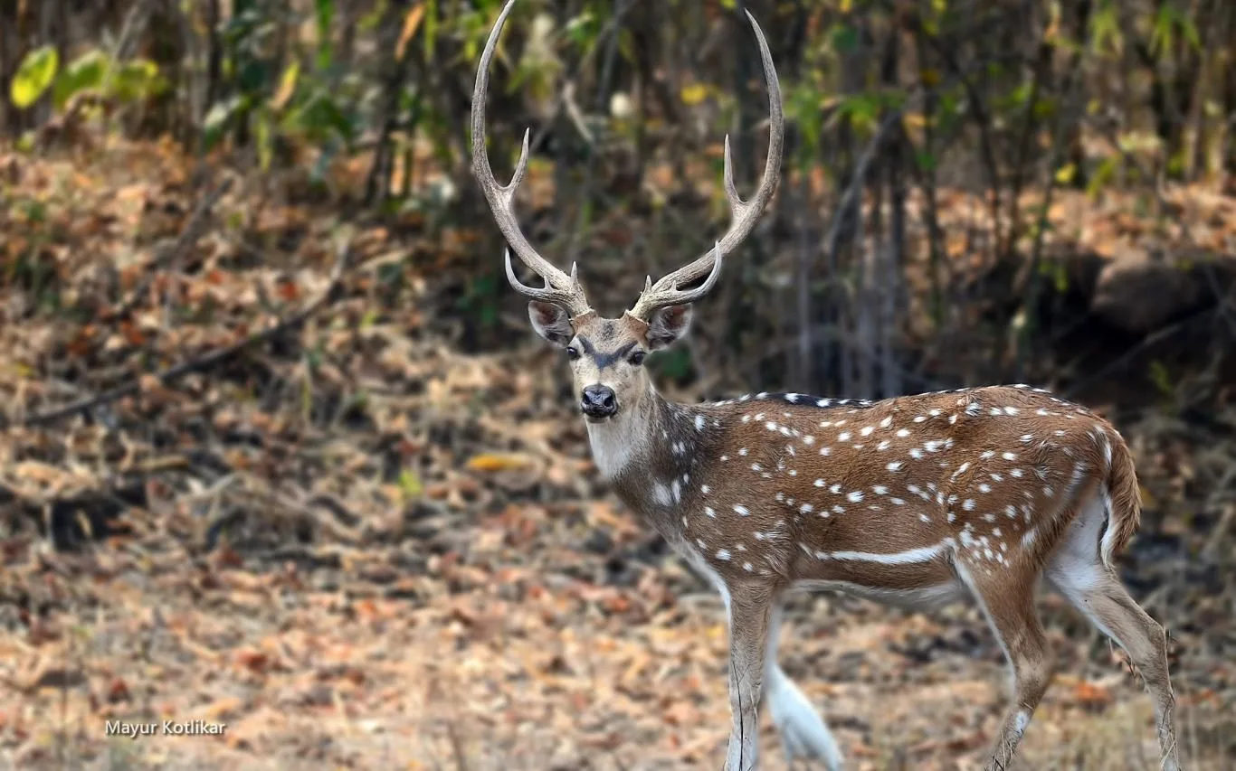 Indian Wildlife by Mayur Kotlikar screenshot 4