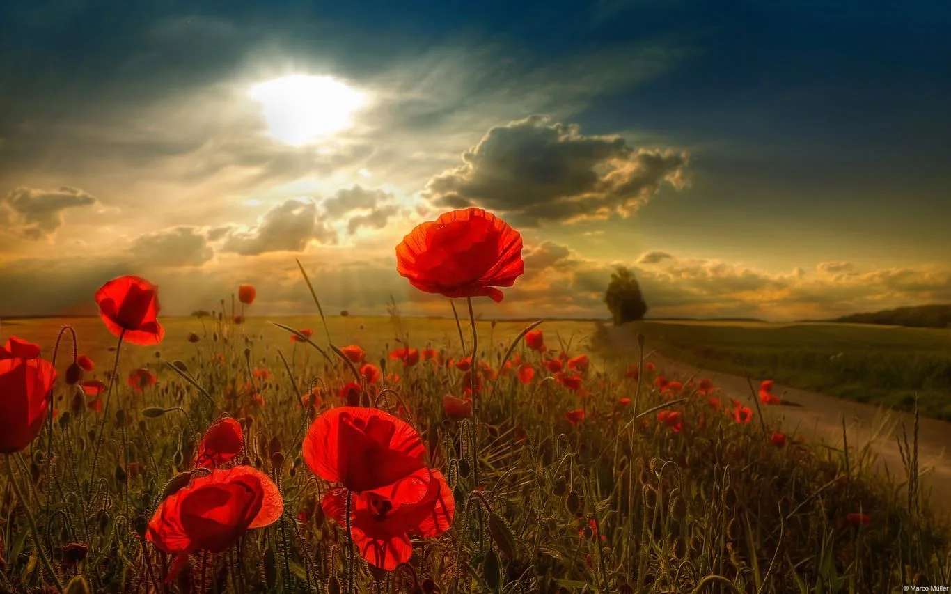 German Landscapes Photo Contest Winners screenshot 3