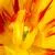 Lovely Tulips by Baghya Kannan
