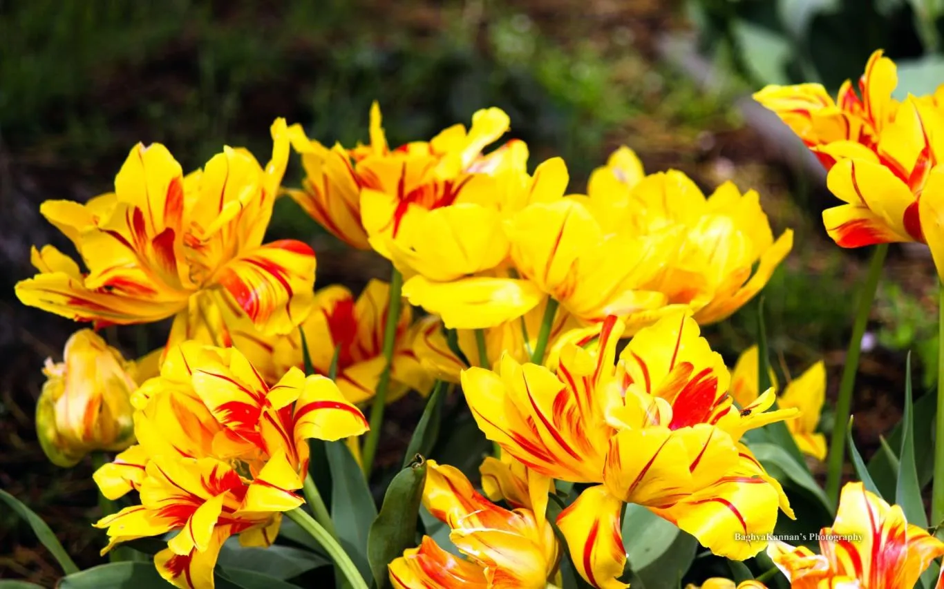 Lovely Tulips by Baghya Kannan screenshot 1