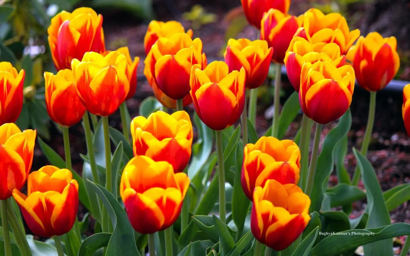 Lovely Tulips by Baghya Kannan screenshot 2