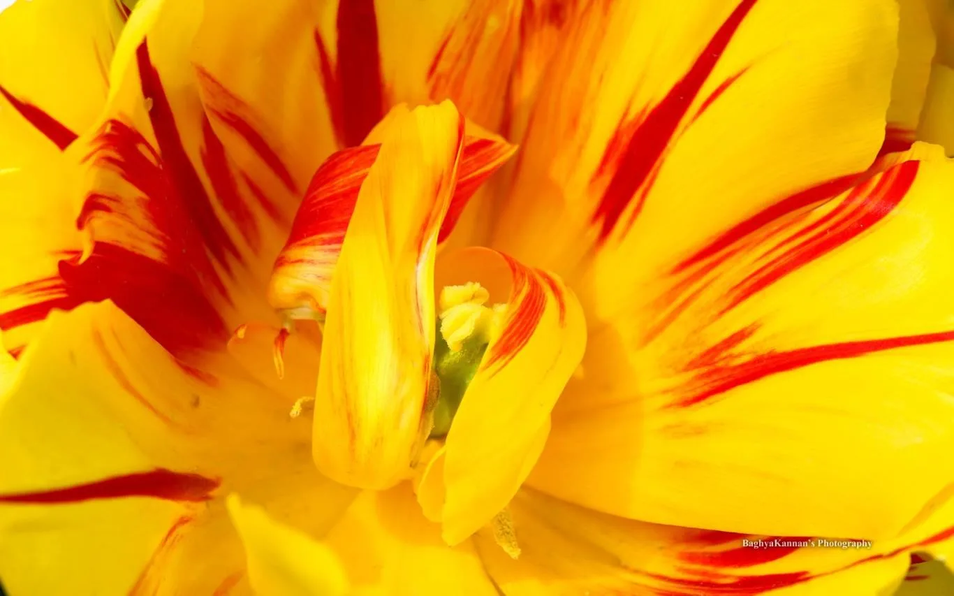 Lovely Tulips by Baghya Kannan screenshot 3