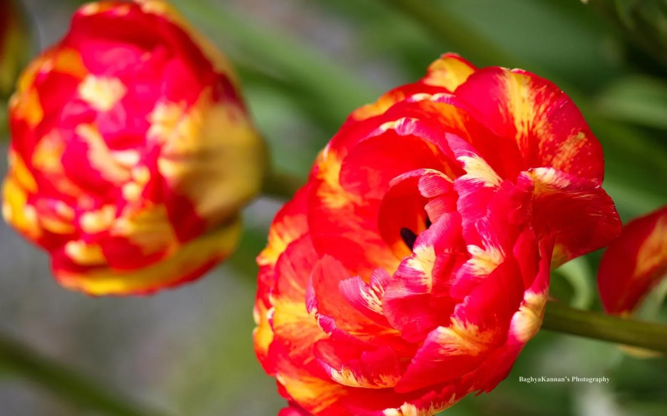Lovely Tulips by Baghya Kannan screenshot 4