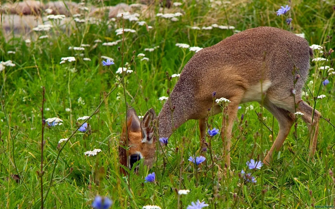 Community Showcase Fauna 3 screenshot 3