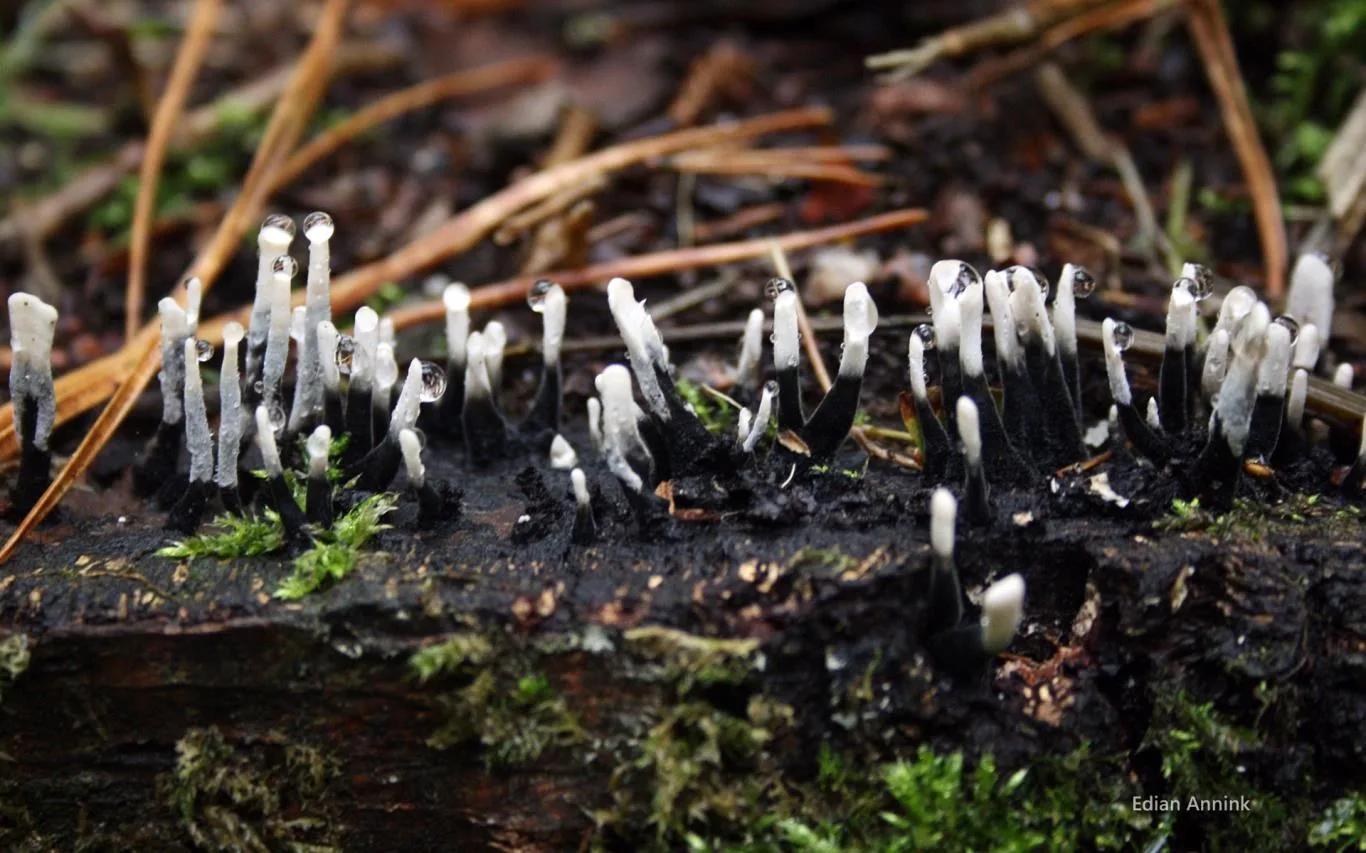 Mushrooms by Edian Annink screenshot 1