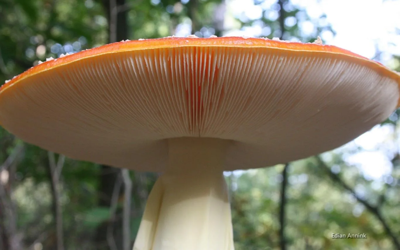 Mushrooms by Edian Annink screenshot 2