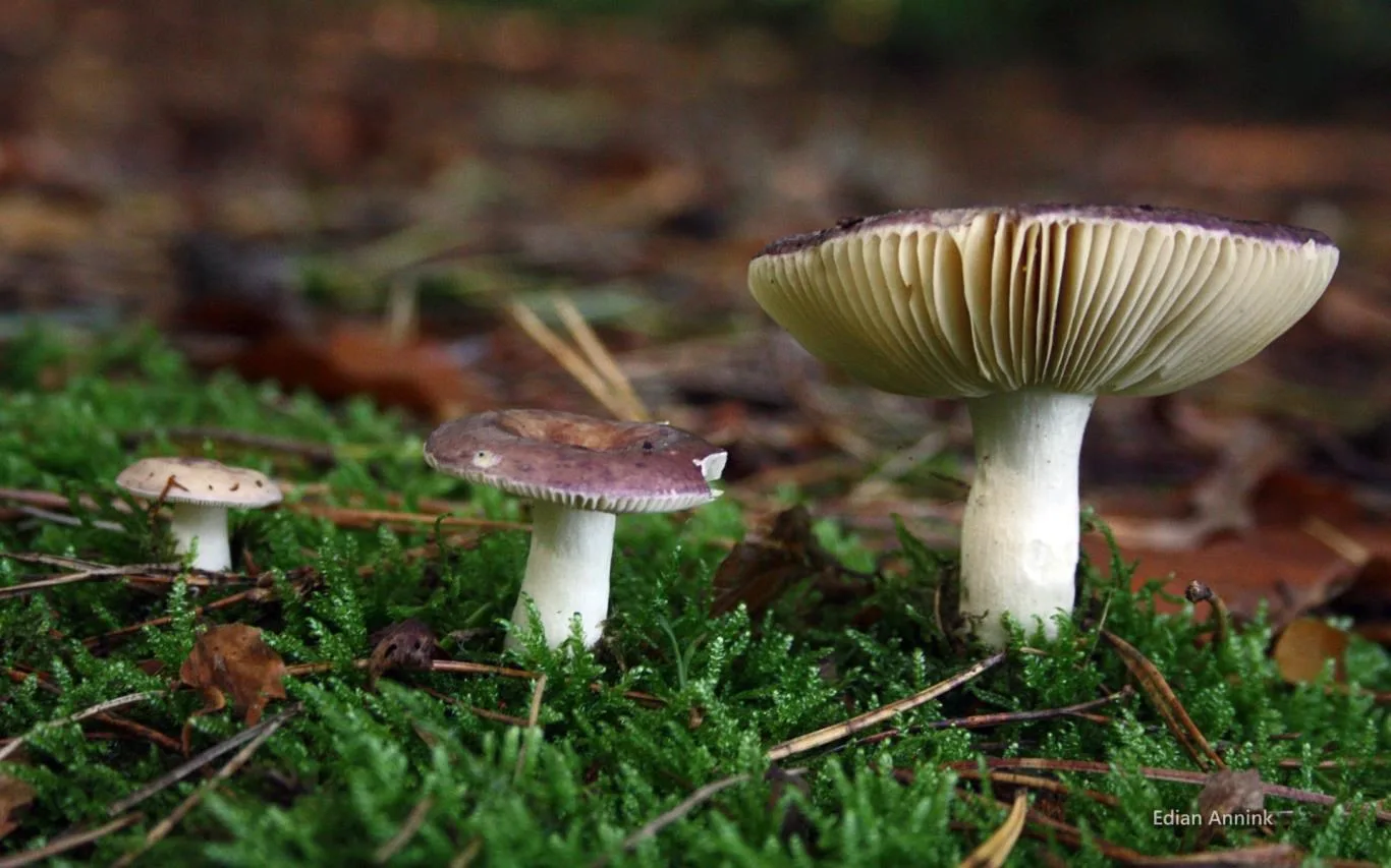 Mushrooms by Edian Annink screenshot 3