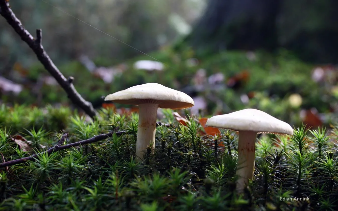 Mushrooms by Edian Annink screenshot 4