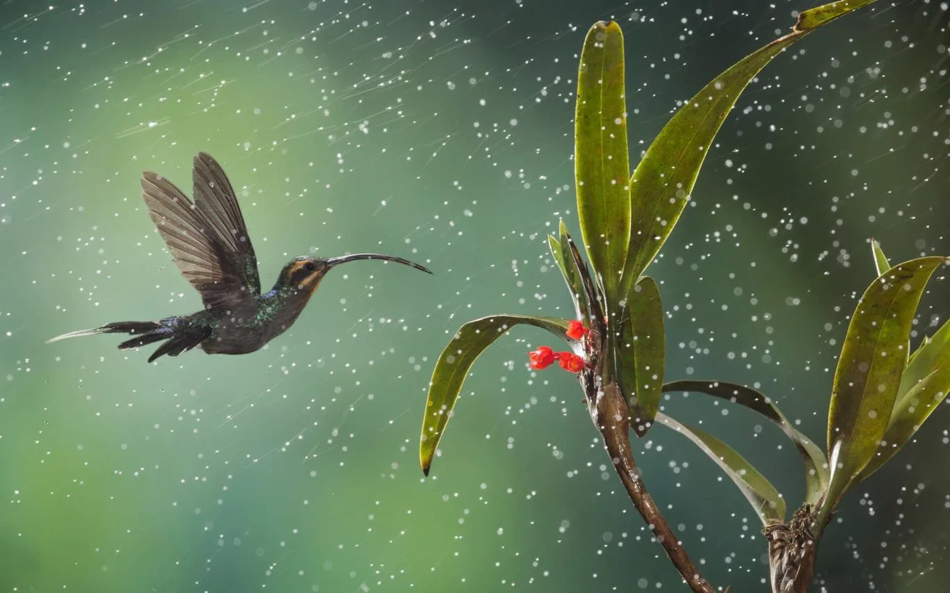 Monsoons screenshot 3