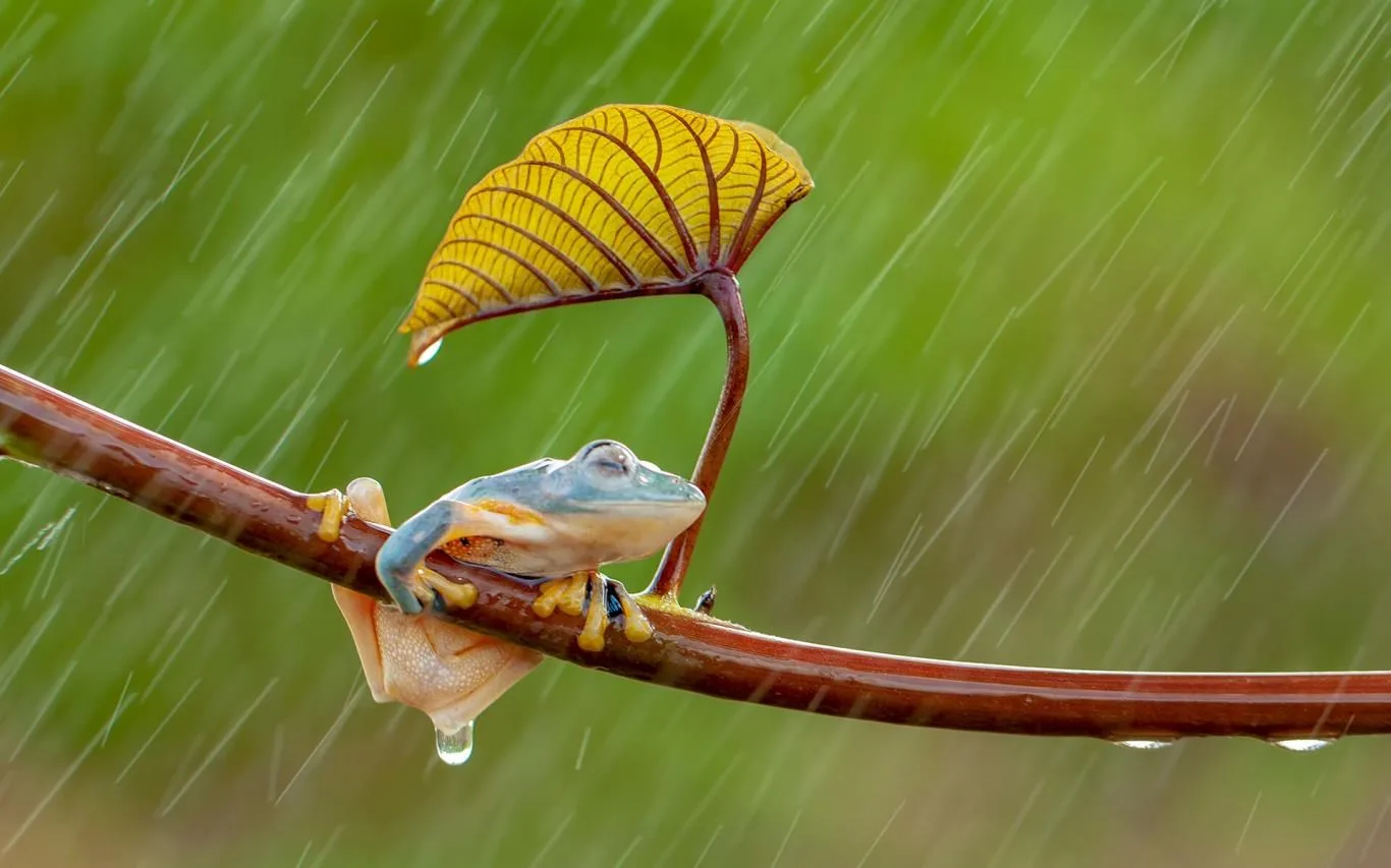 Monsoons screenshot 4
