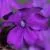 Spring Blooms 2 by Rebecca Heigel