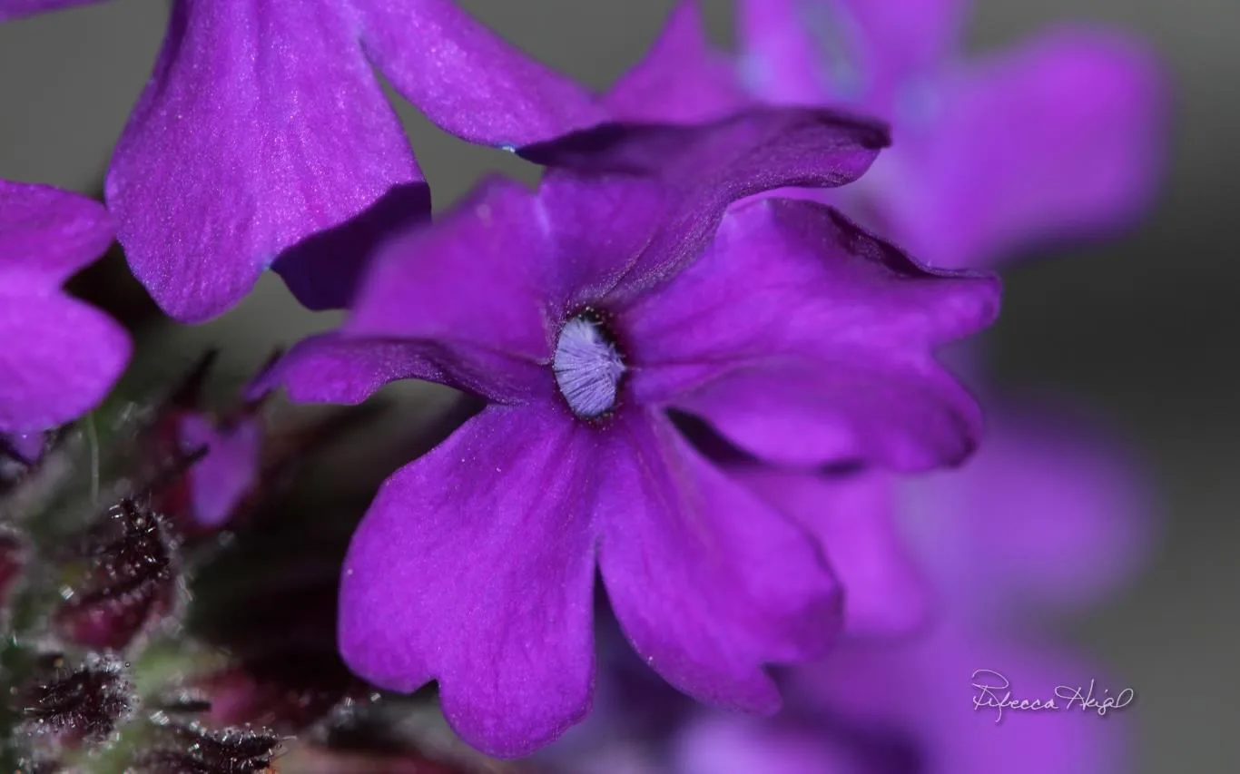 Spring Blooms 2 by Rebecca Heigel screenshot 1