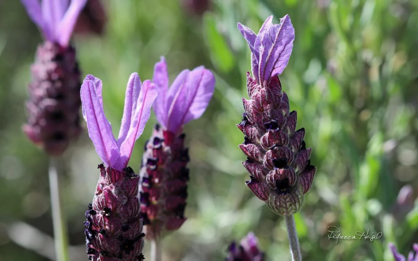 Spring Blooms 2 by Rebecca Heigel screenshot 2
