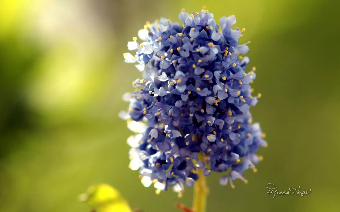 Spring Blooms 2 by Rebecca Heigel screenshot 3