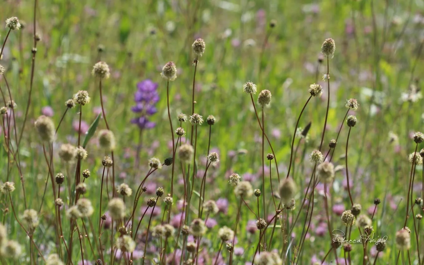 Spring Blooms 2 by Rebecca Heigel screenshot 4