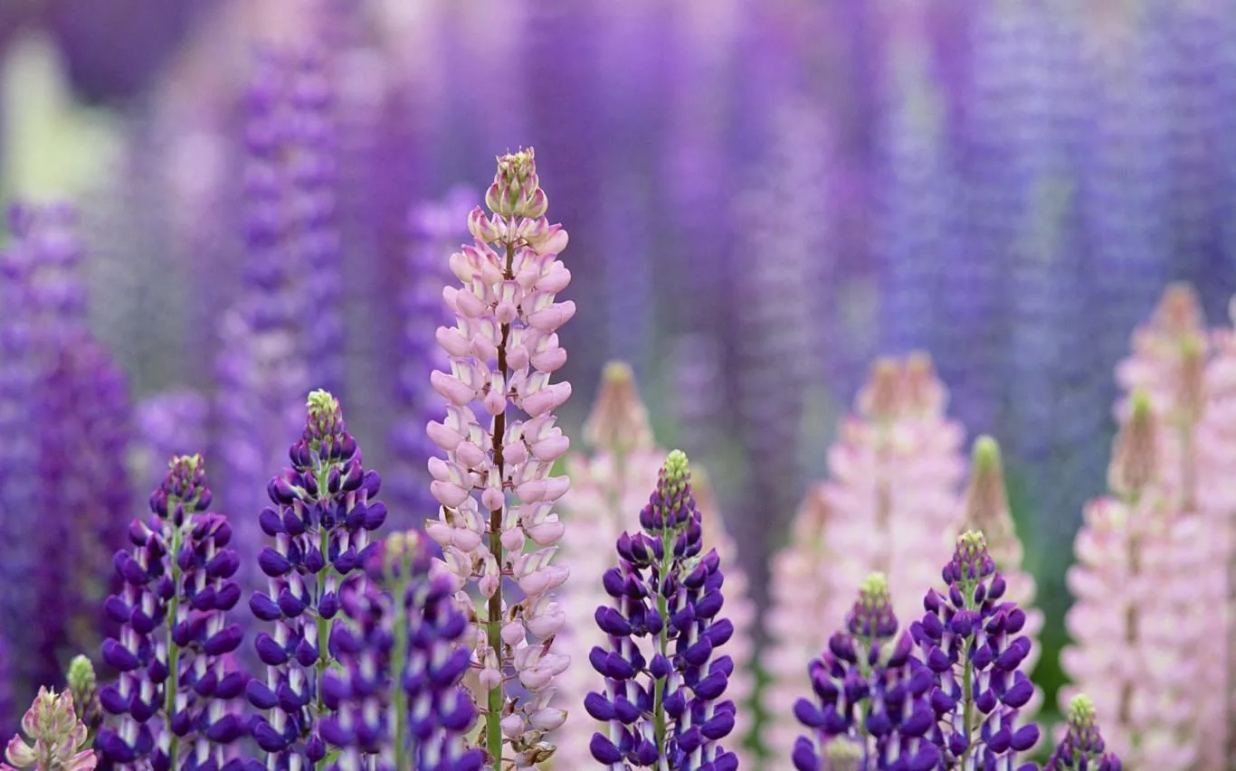 Purple World screenshot 2