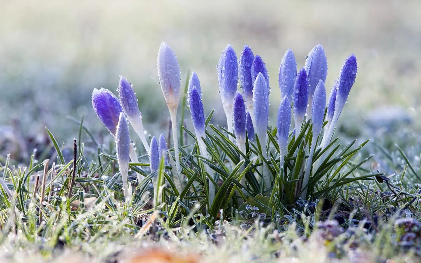 Purple World screenshot 4