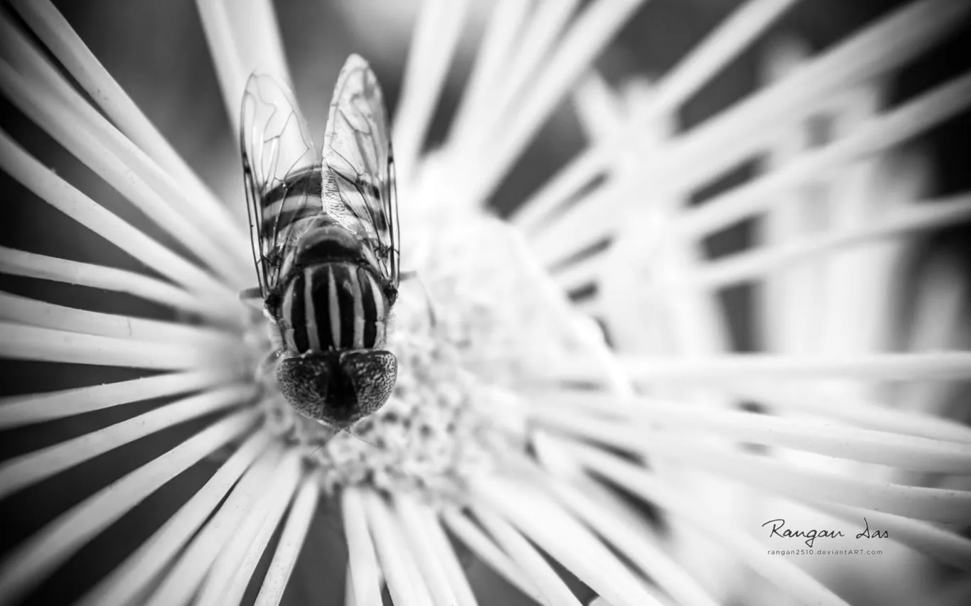 Floral Geometry 2 by Rangan Das screenshot 1
