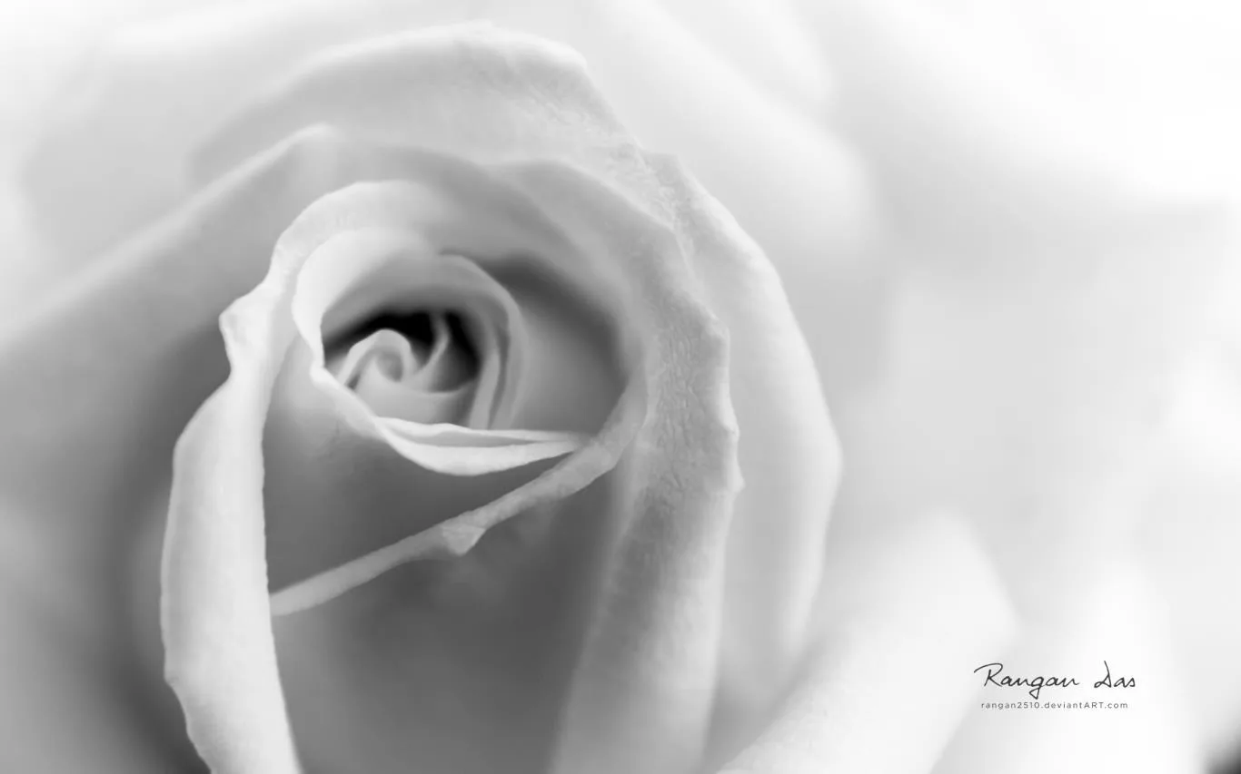 Floral Geometry 2 by Rangan Das screenshot 2