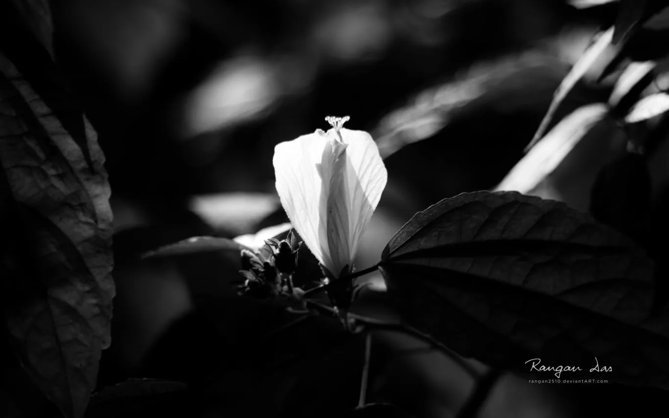 Floral Geometry 2 by Rangan Das screenshot 3