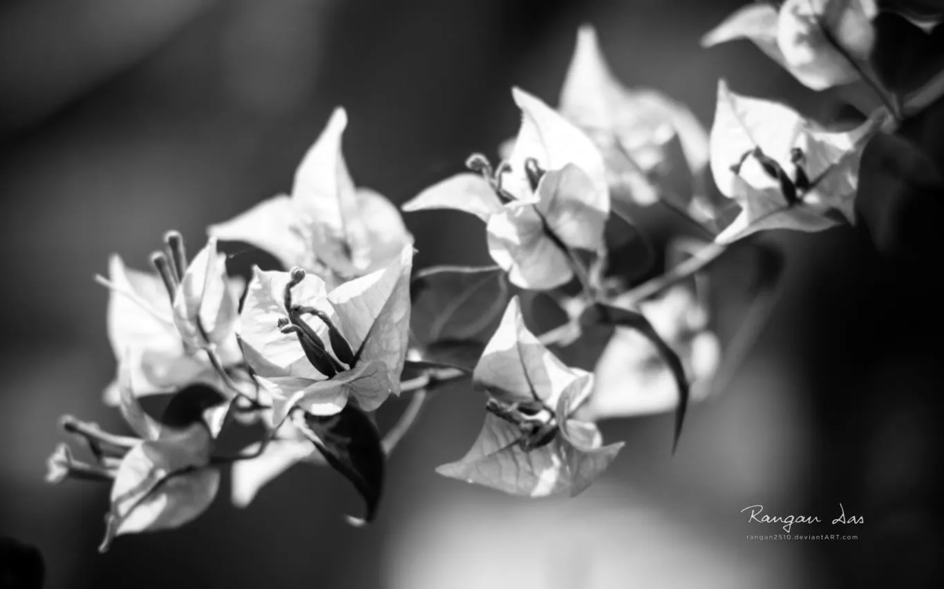 Floral Geometry 2 by Rangan Das screenshot 4