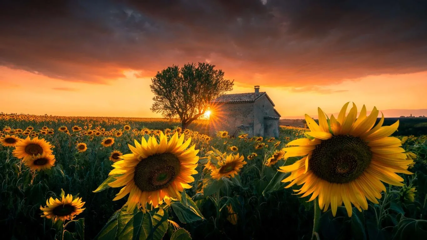 Sunflowers screenshot 2