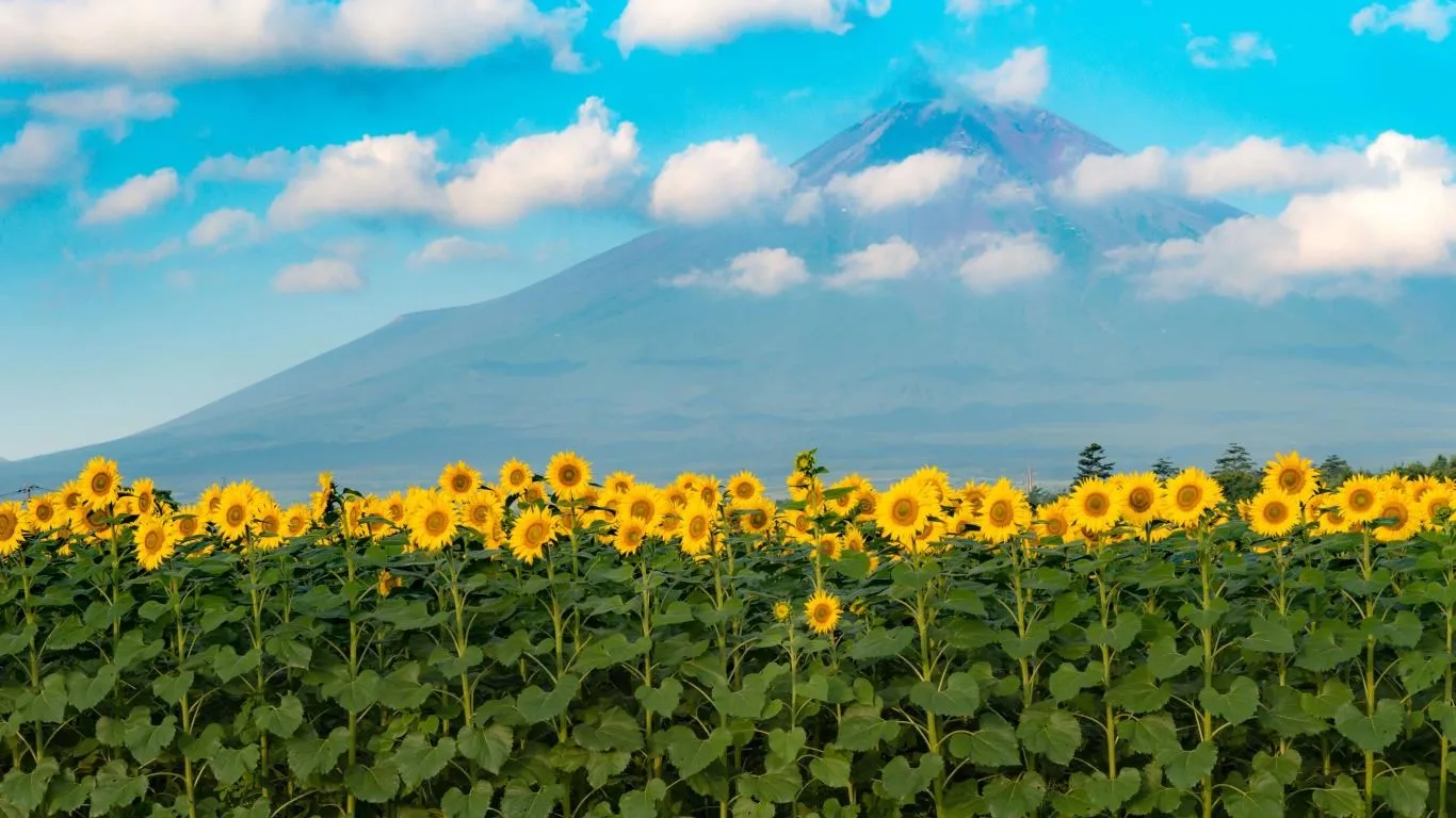 Sunflowers screenshot 3