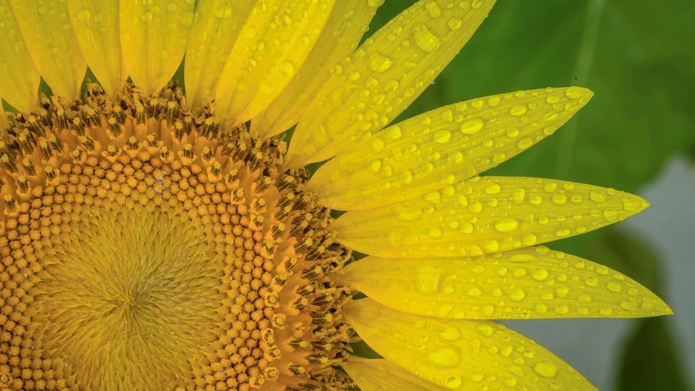 Sunflowers screenshot 4