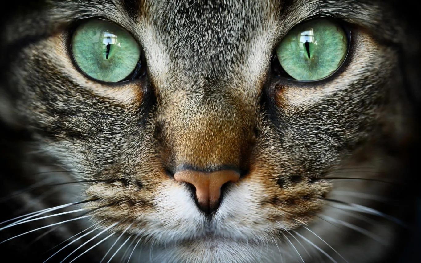 Cat Expressions screenshot 1