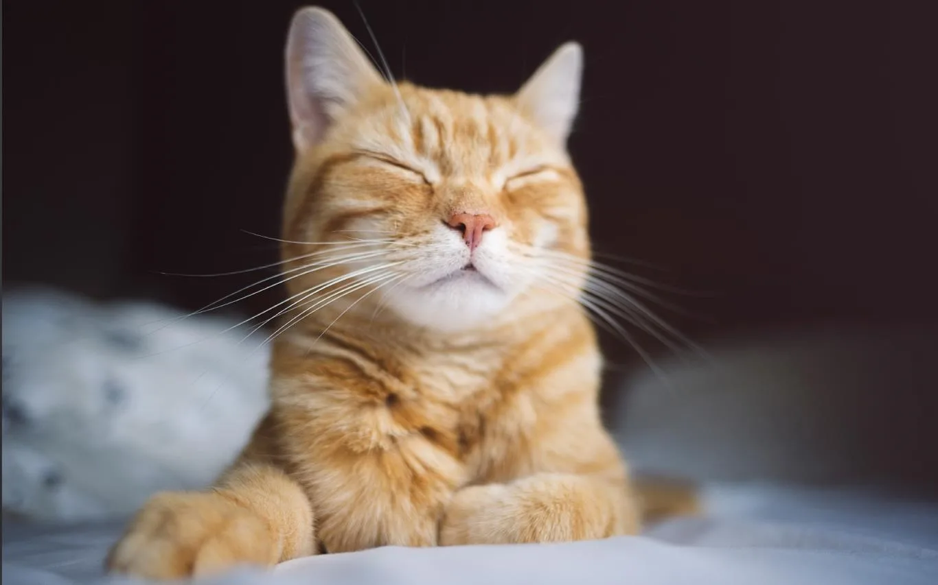 Cat Expressions screenshot 3