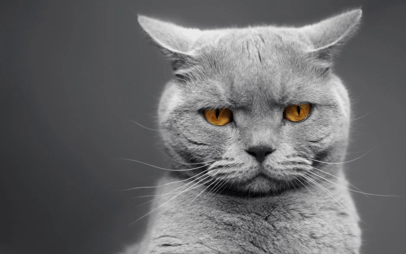 Cat Expressions screenshot 4