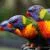Colorful Birds
