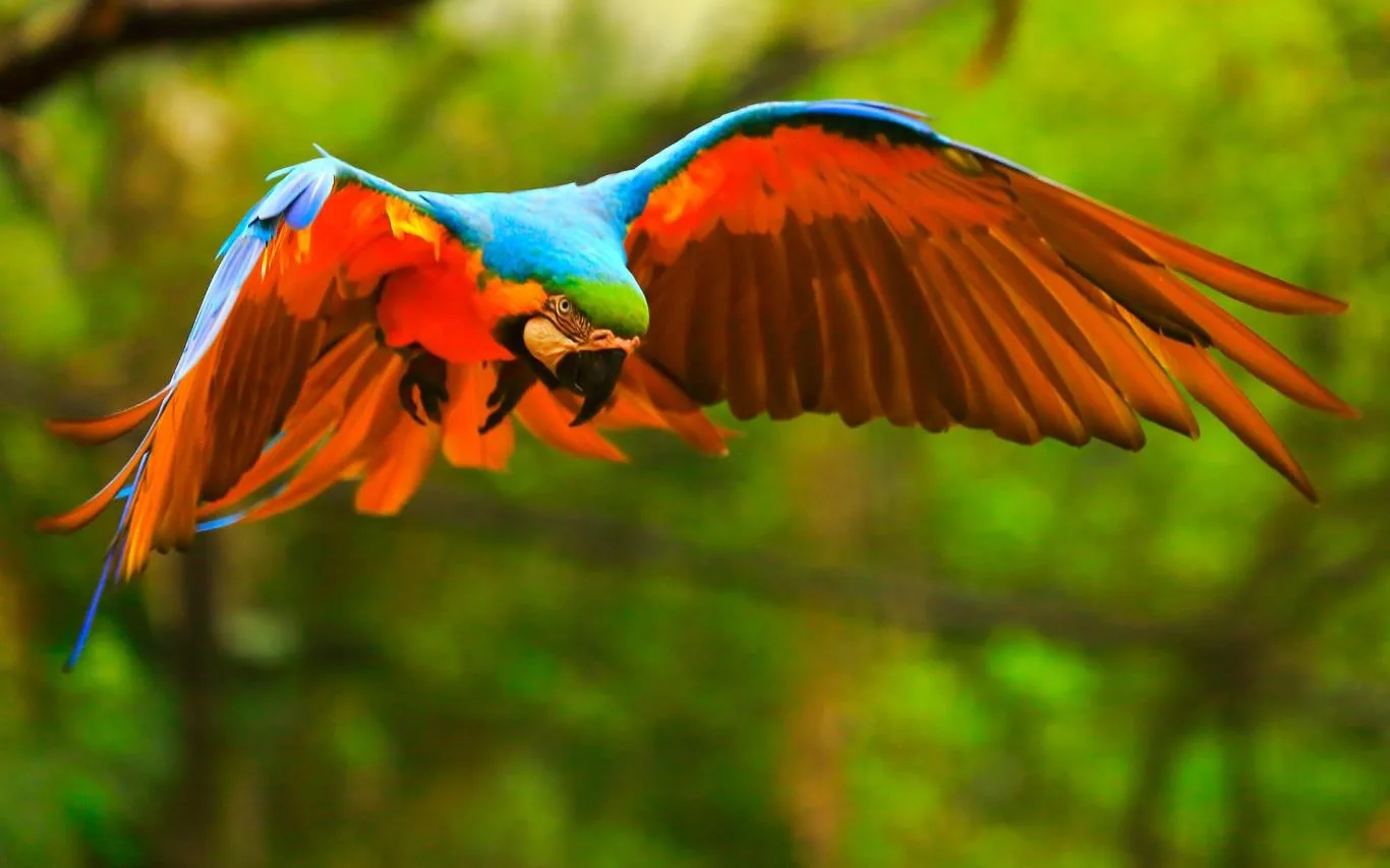 Colorful Birds screenshot 1