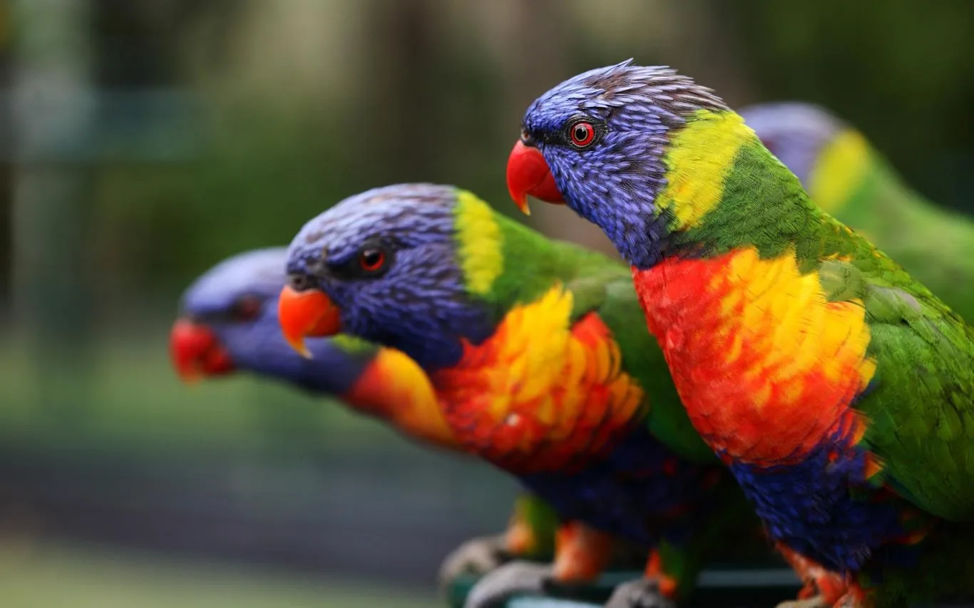 Colorful Birds screenshot 3