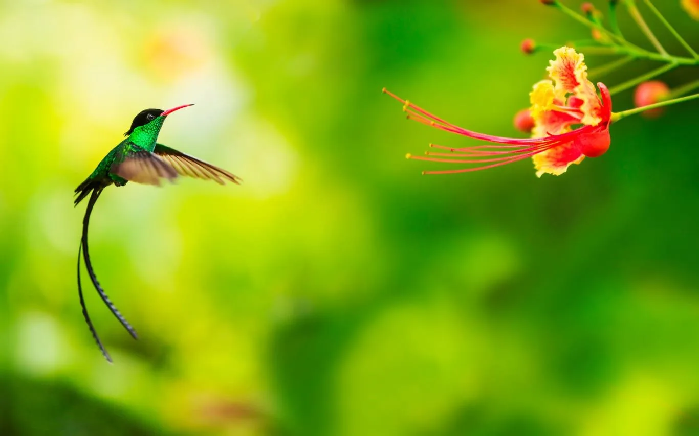Colorful Birds screenshot 4