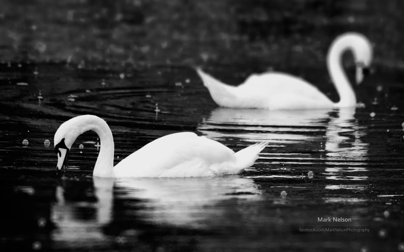 Monochromatic Moods by Mark Nelson screenshot 2