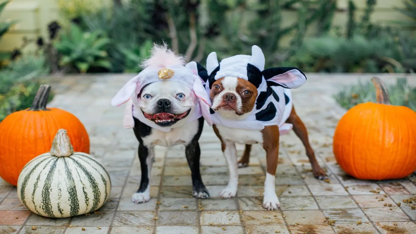 Dogs in Disguise screenshot 1