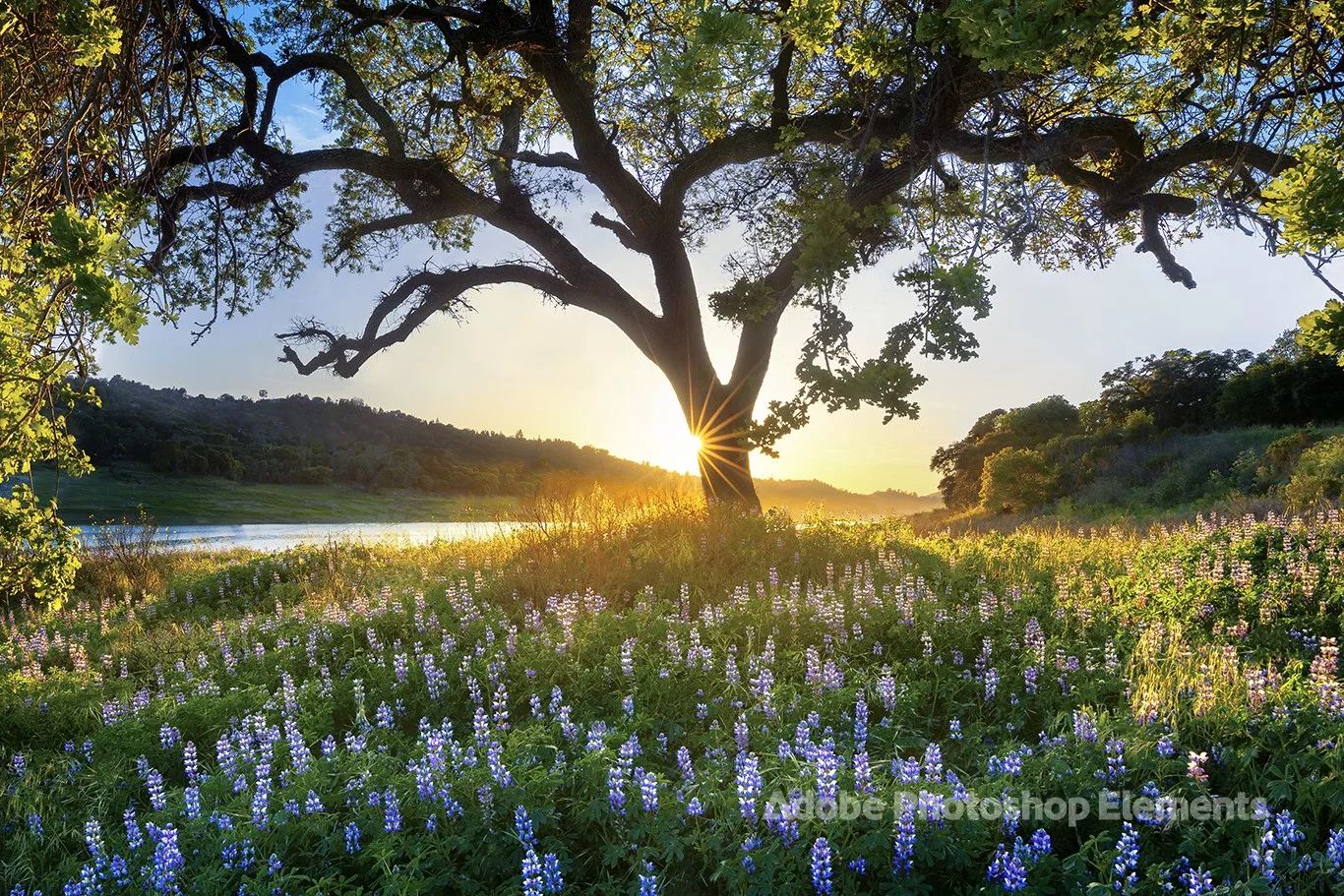 Nature Theme by Adobe Photoshop Elements screenshot 2