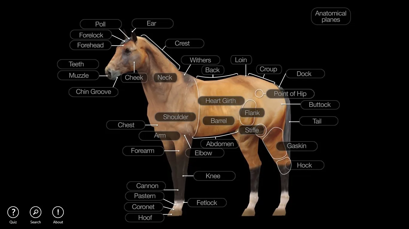 Horse Anatomy: Equine 3D screenshot 1