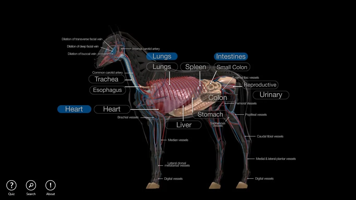 Horse Anatomy: Equine 3D screenshot 3