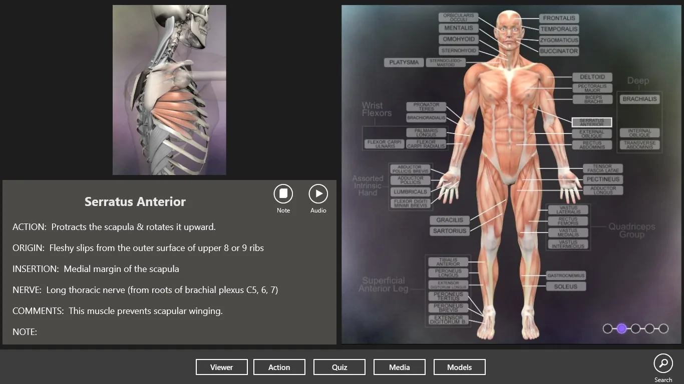 Muscle and Bone Anatomy 3D screenshot 2