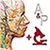 A&P: Anatomy and Physiology