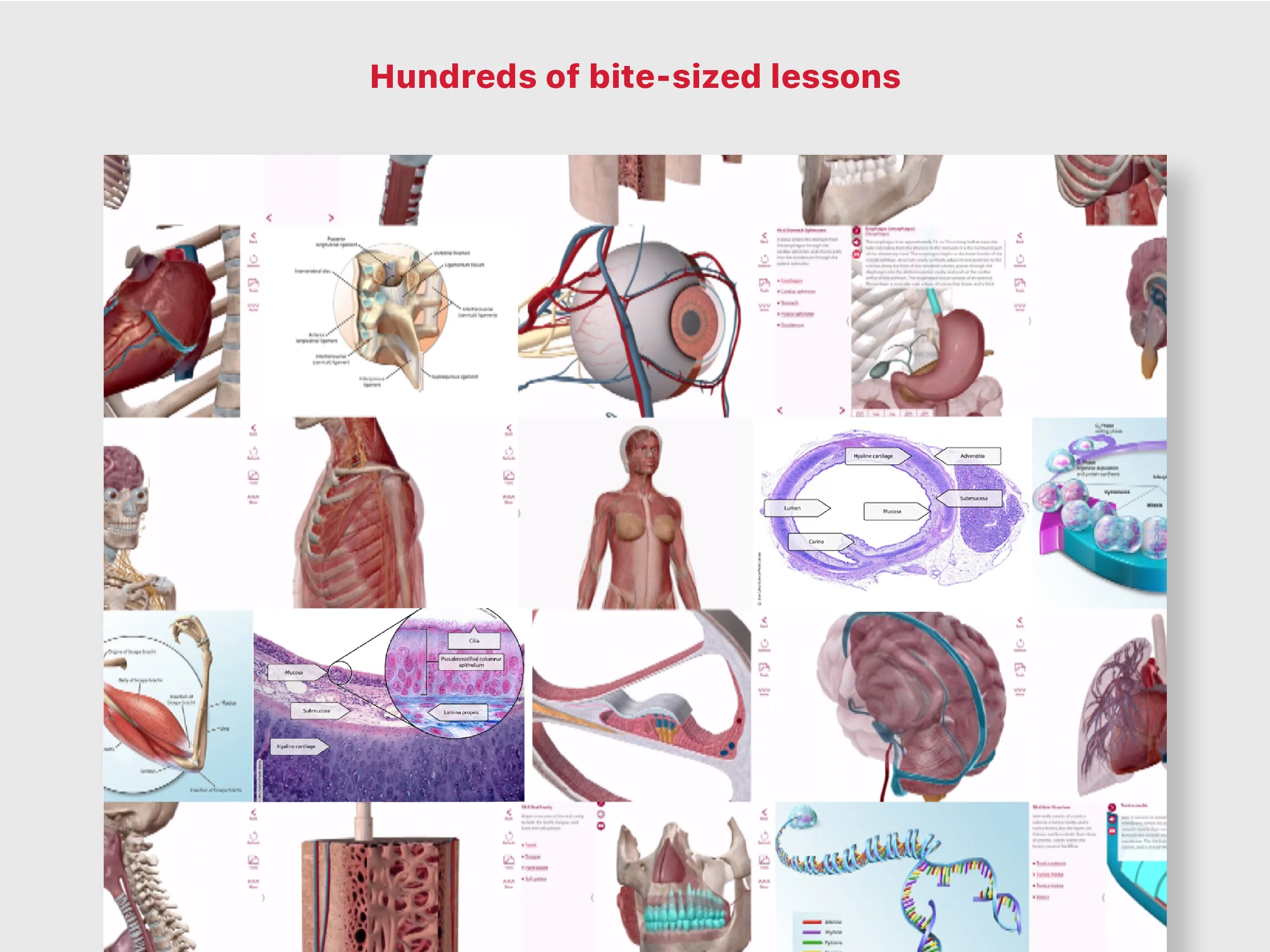 A&P: Anatomy and Physiology screenshot 2