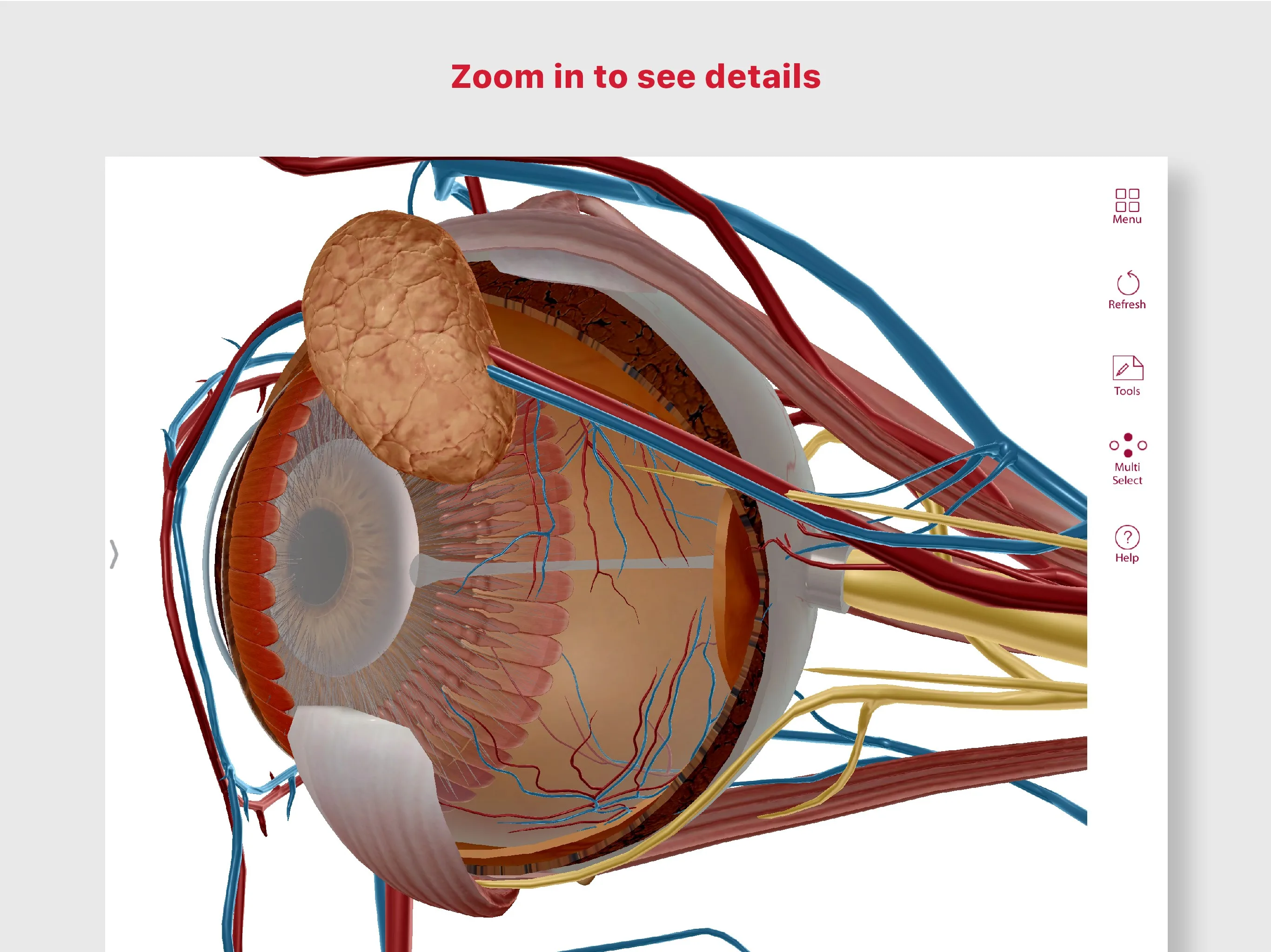 A&P: Anatomy and Physiology screenshot 4