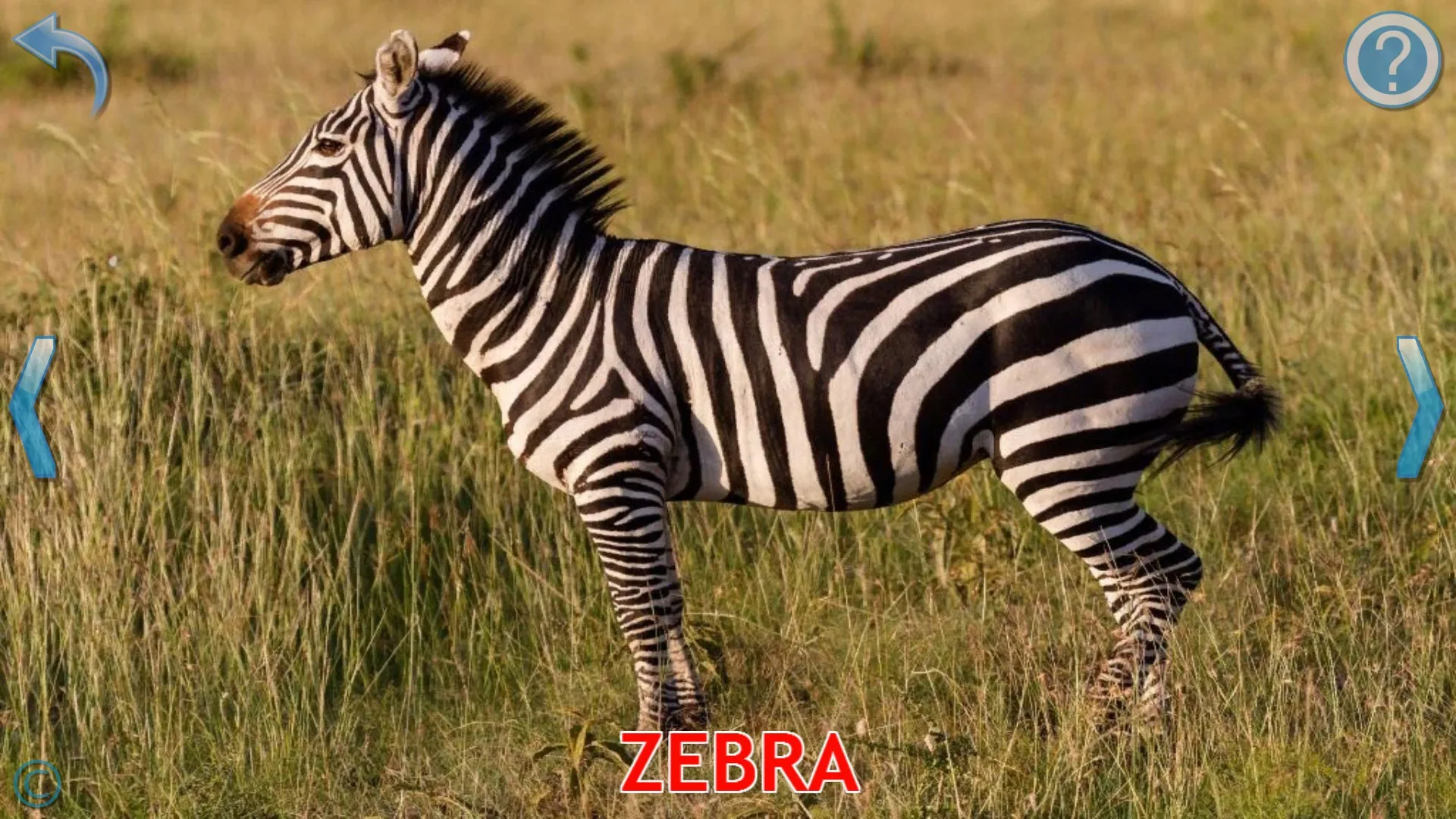 Animals for Toddlers screenshot 2